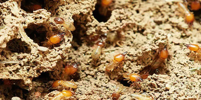 How to Get Rid of Wood Termites 