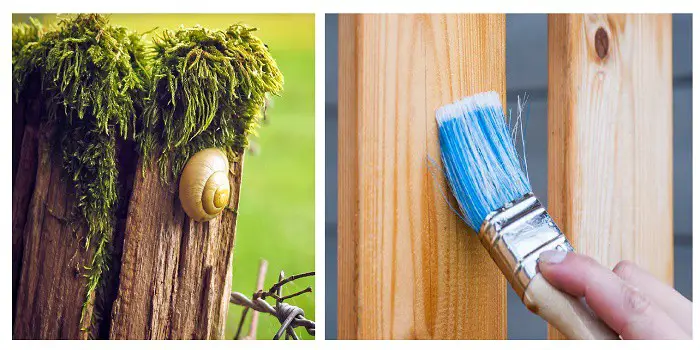 cleaning moss from wood fence