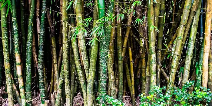 does bamboo attract bugs