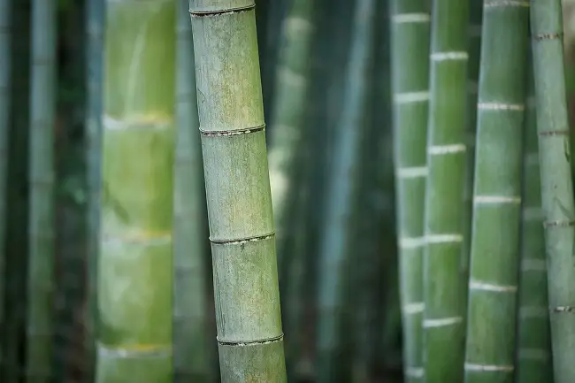 How to Keep Bamboo Pests Away