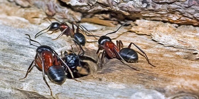 will carpenter ants eat pressure treated wood