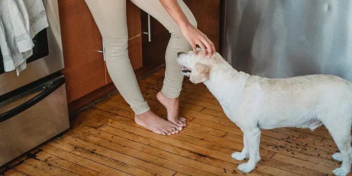 removing dog urine from hardwood floors