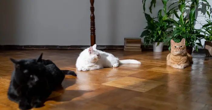 how to remove pet urine stains and odor from hardwood floors