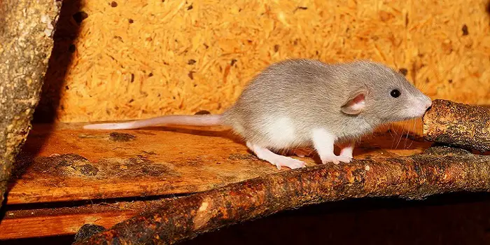 Do Woodrats Eat Wood