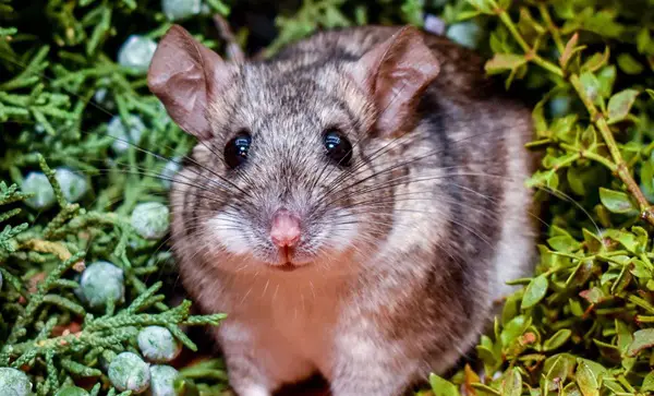 woodrat in the house