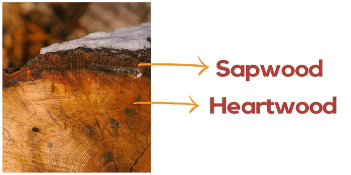 Difference between Heartwood and Sapwood