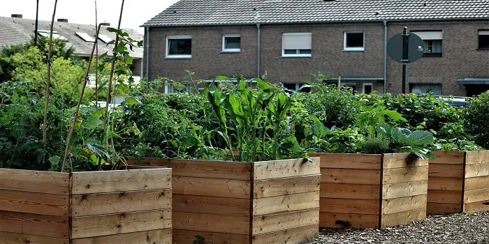 treated wood for raised beds
