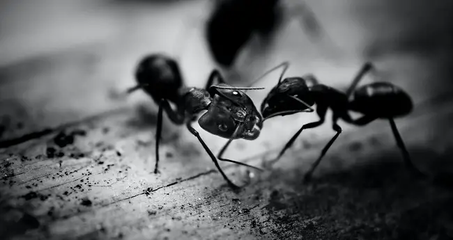 do carpenter ants eat dry wood