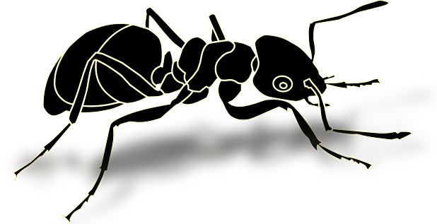 what does carpenter ants look like