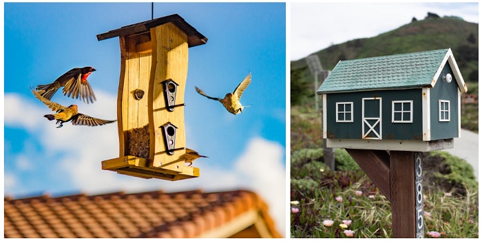 Best Type of Wood for Birdhouse