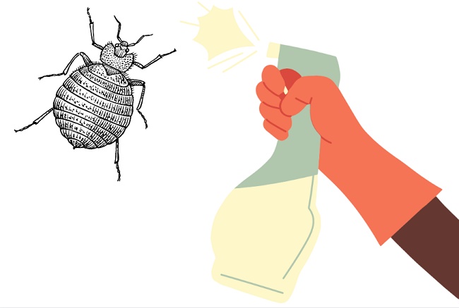 will cedar oil kill bed bugs