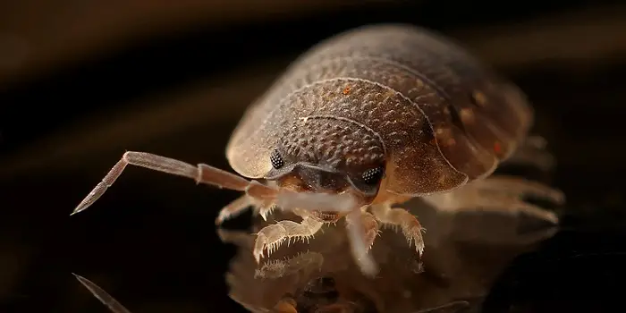 do bed bugs like cedar wood