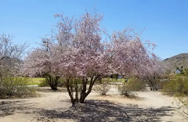 desert ironwood trees