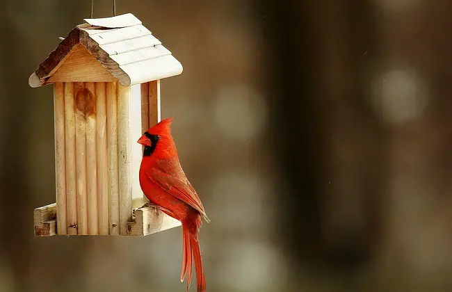 painting a birdhouse