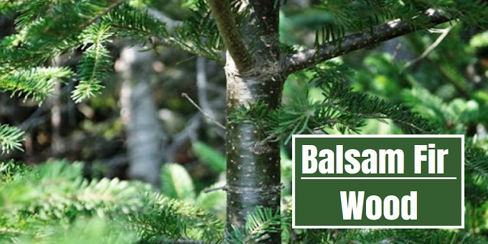 balsam fir wood uses