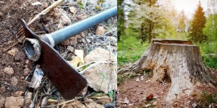 how to use a mattock to remove a stump and roots