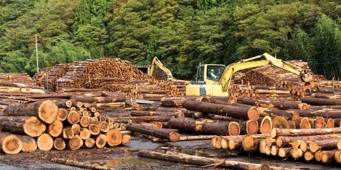 Uses of Loblolly Pine Lumber