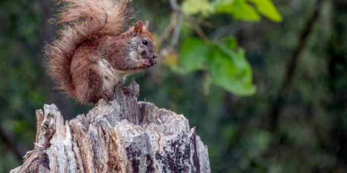 why do squirrels chew wood