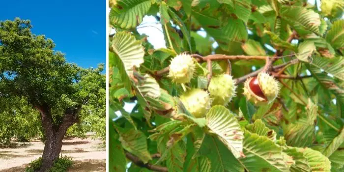 how to identify chestnut wood