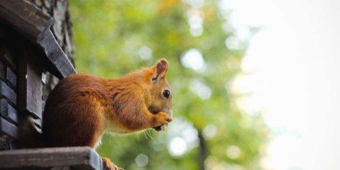 how to stop squirrels chewing wood on house