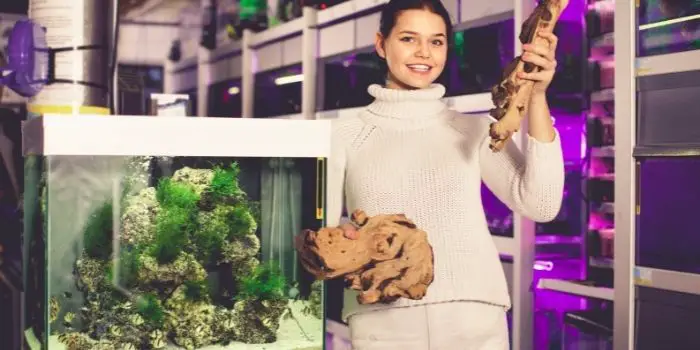 Preparing and Putting Driftwood in a Fish Tank