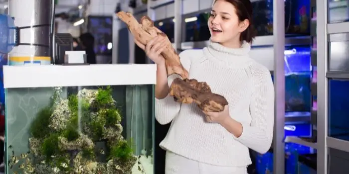 Can You Use Driftwood in Aquarium