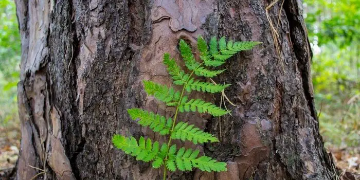 what type of tree bark is edible