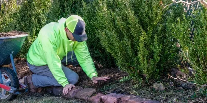 man using wood ash on lawn