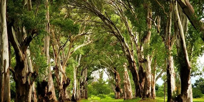 cedar tree types