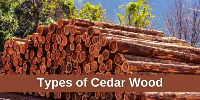 cedar wood types