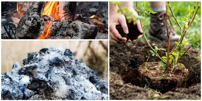 is wood ash good for plants