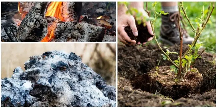 is-wood-ash-good-for-flowering-plants-and-fruit-trees