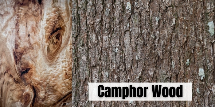 Camphor Wood
