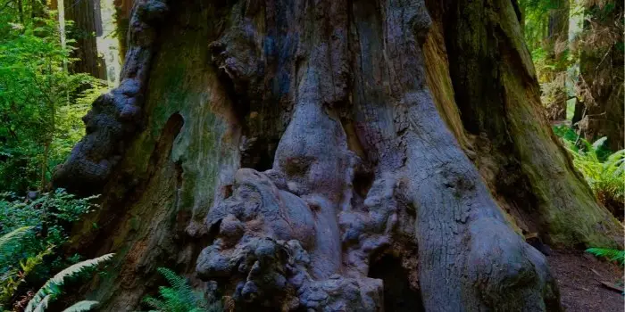 cutting burl wood from the tree