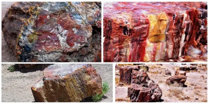 What is Petrified Wood and Why its Heavy