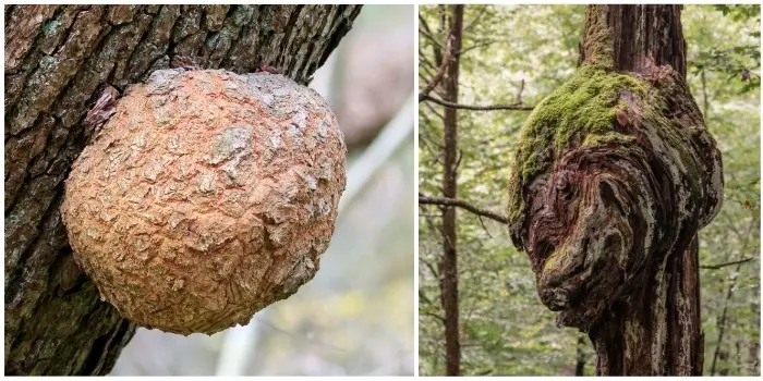 a picture showing wood burls