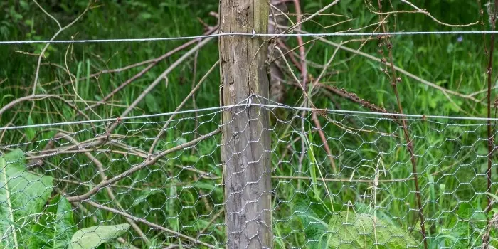 attaching chicken wire to wood fence posts