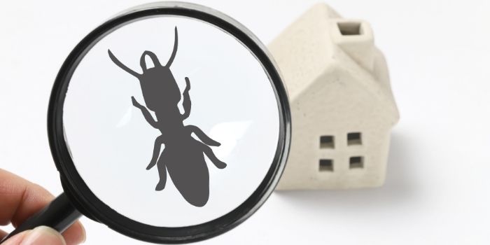 Termite Infestation Signs in Your Home