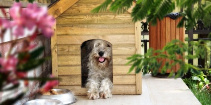 Types of paints for dog house