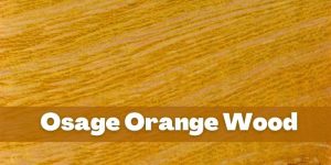 Osage-Orange-Wood