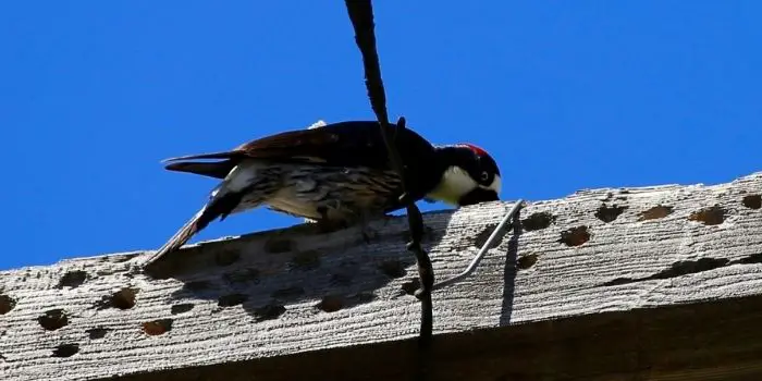 woodpecker deterrents home remedies