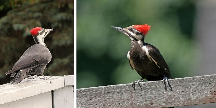 few ways  to get rid of woodpeckers