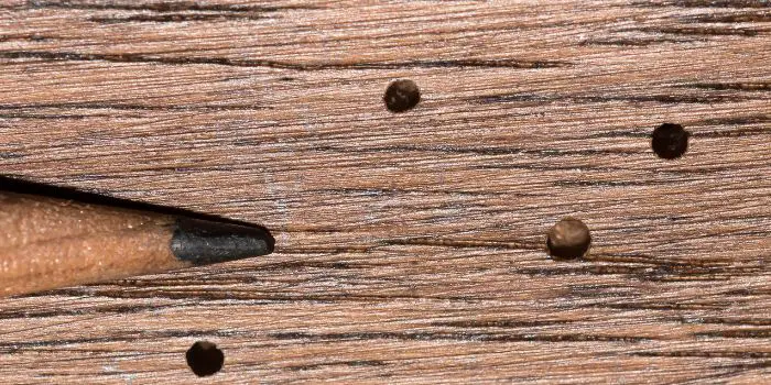 Are wood boring beetles harmful?