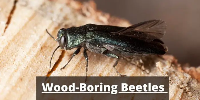 some tips to get rid of wood boring beetles