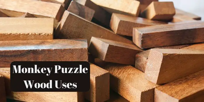 usage of monkey puzzle wood